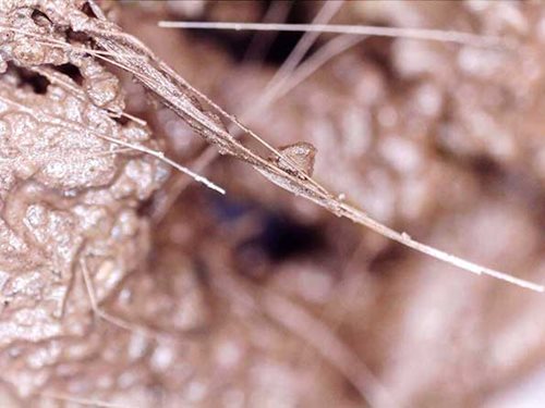 Polypropylene-Fibers-Clumped-In-Concrete
blog
Solomon Colors
