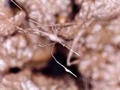 Polypropylene-Fibers-In-Concrete
blog
Solomon Colors
